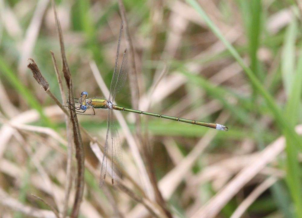 Lestes virens m