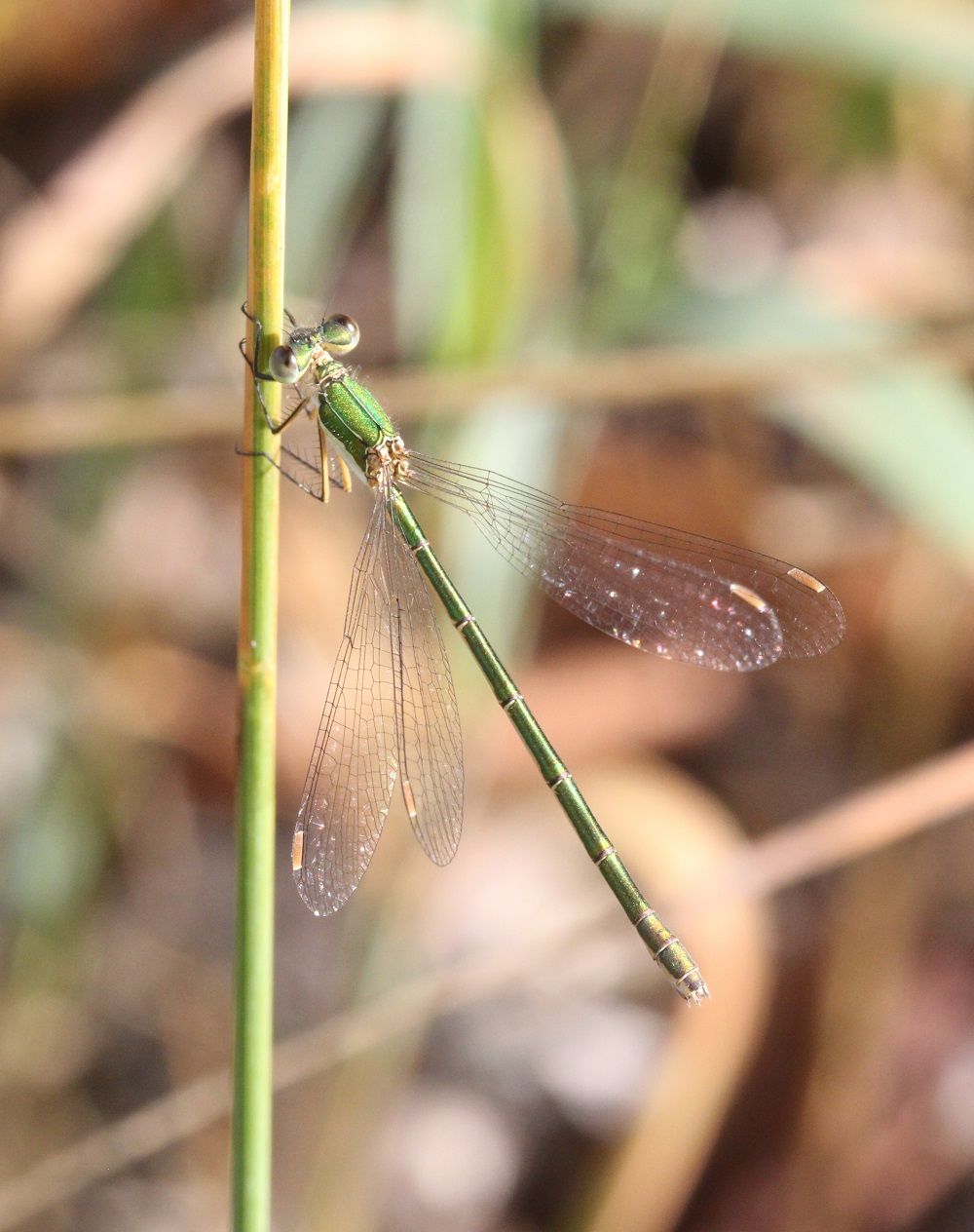 Lestes virens