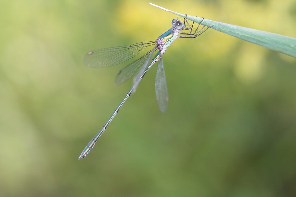 Chalcolestes viridis