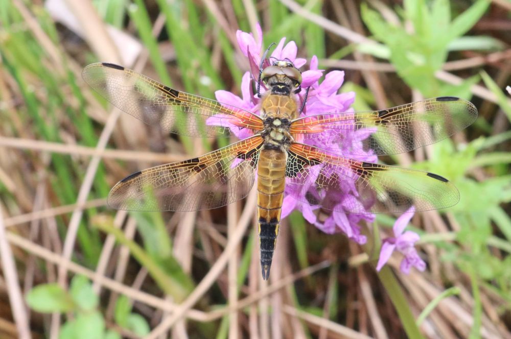 Libellula quadrimaculata