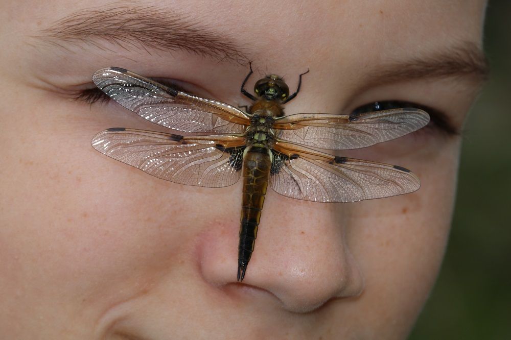 Libellula quadrimaculata