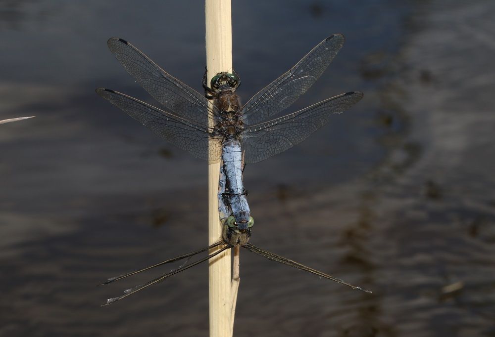 Orthetrum cancellatum 