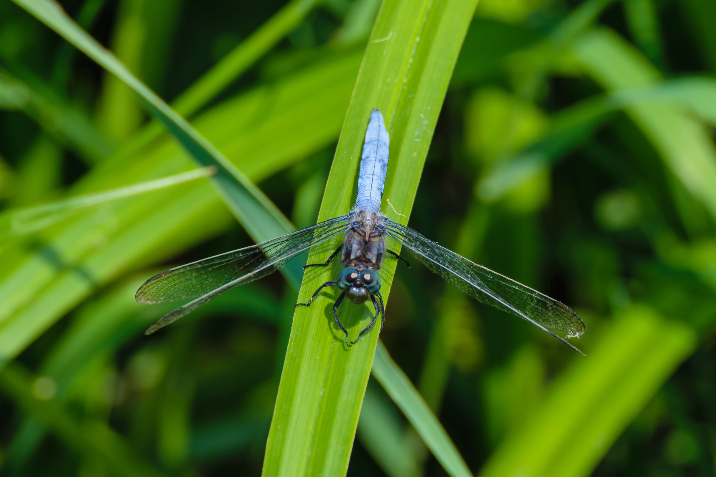 Orthetrum brunneum