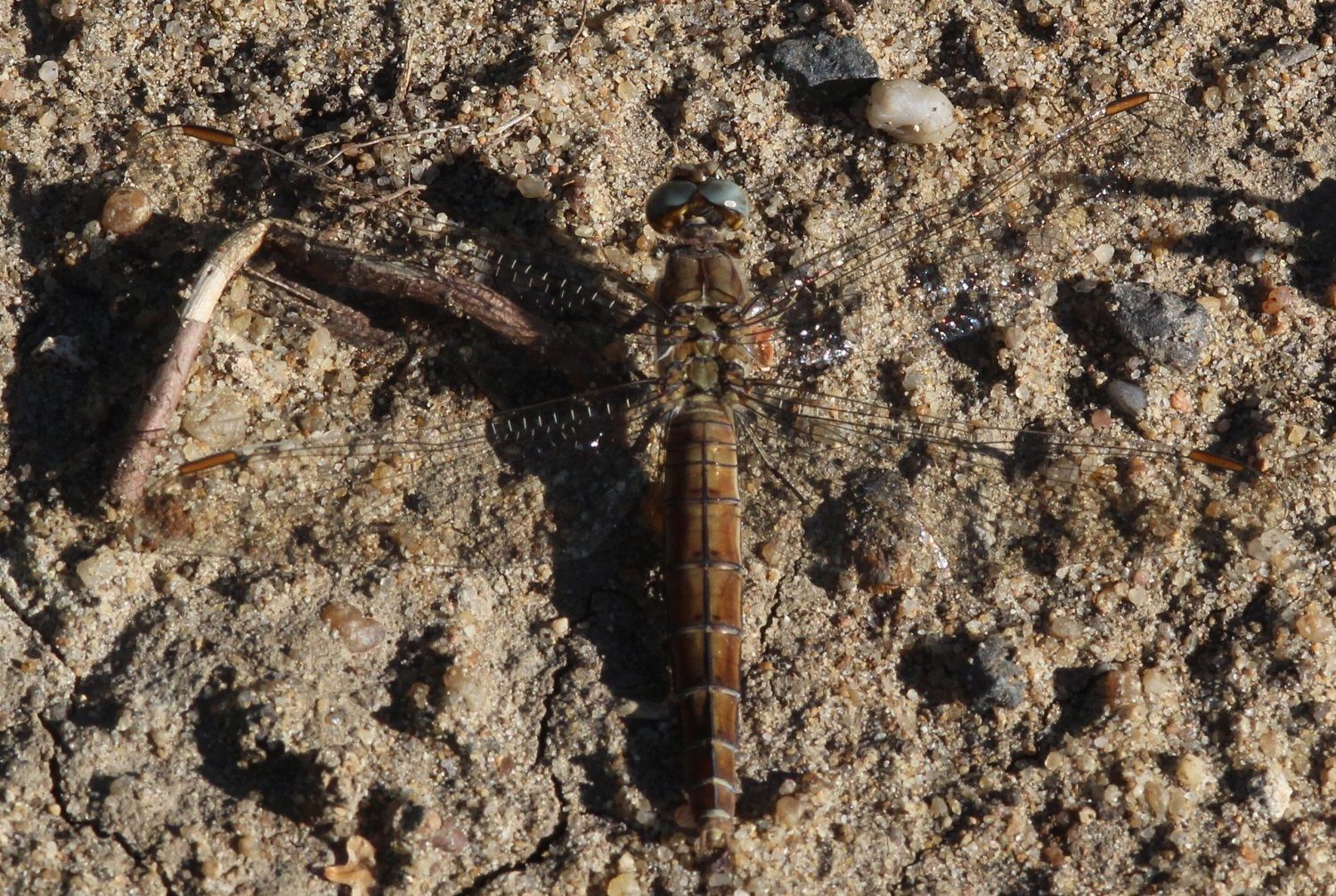 Orthetrum brunneum