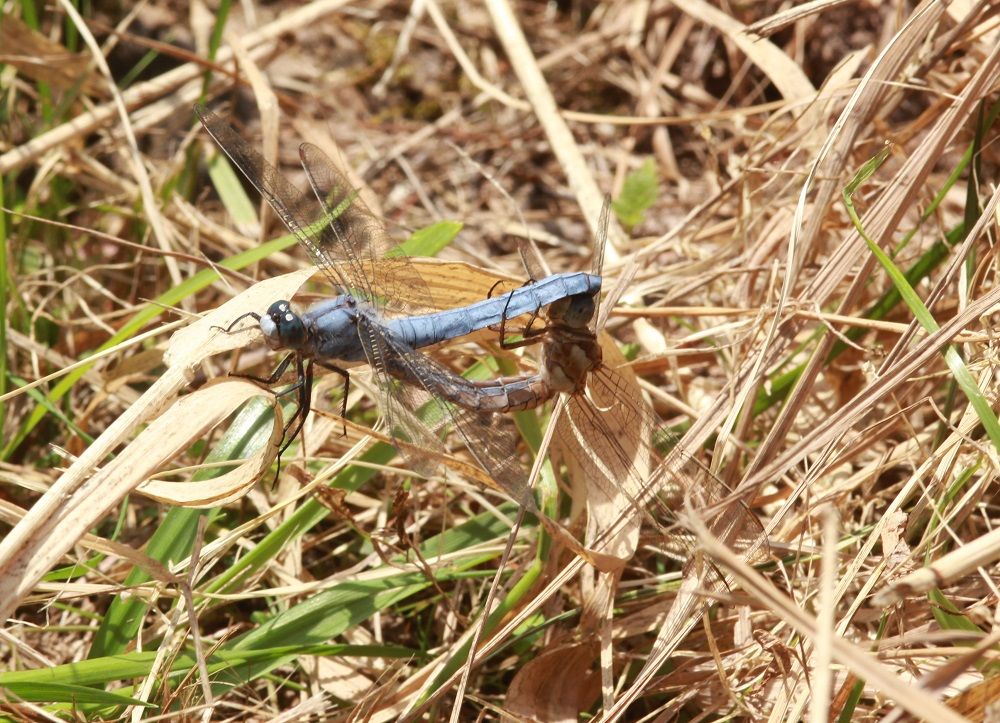 Orthetrum brunneum