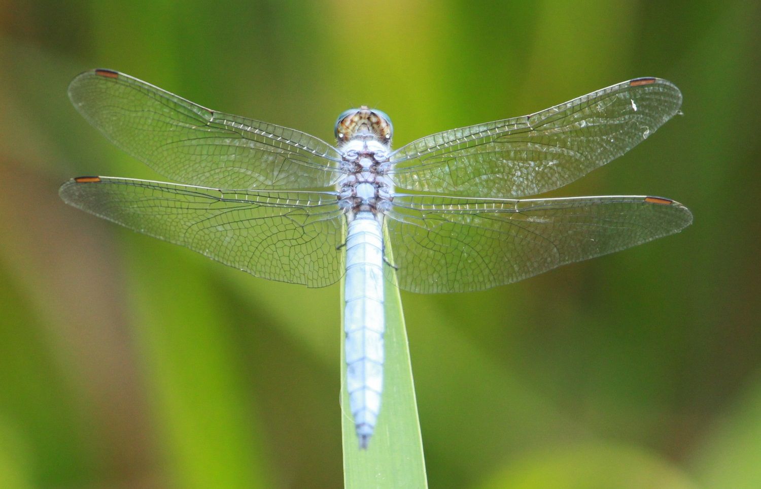 Orthetrum brunneum