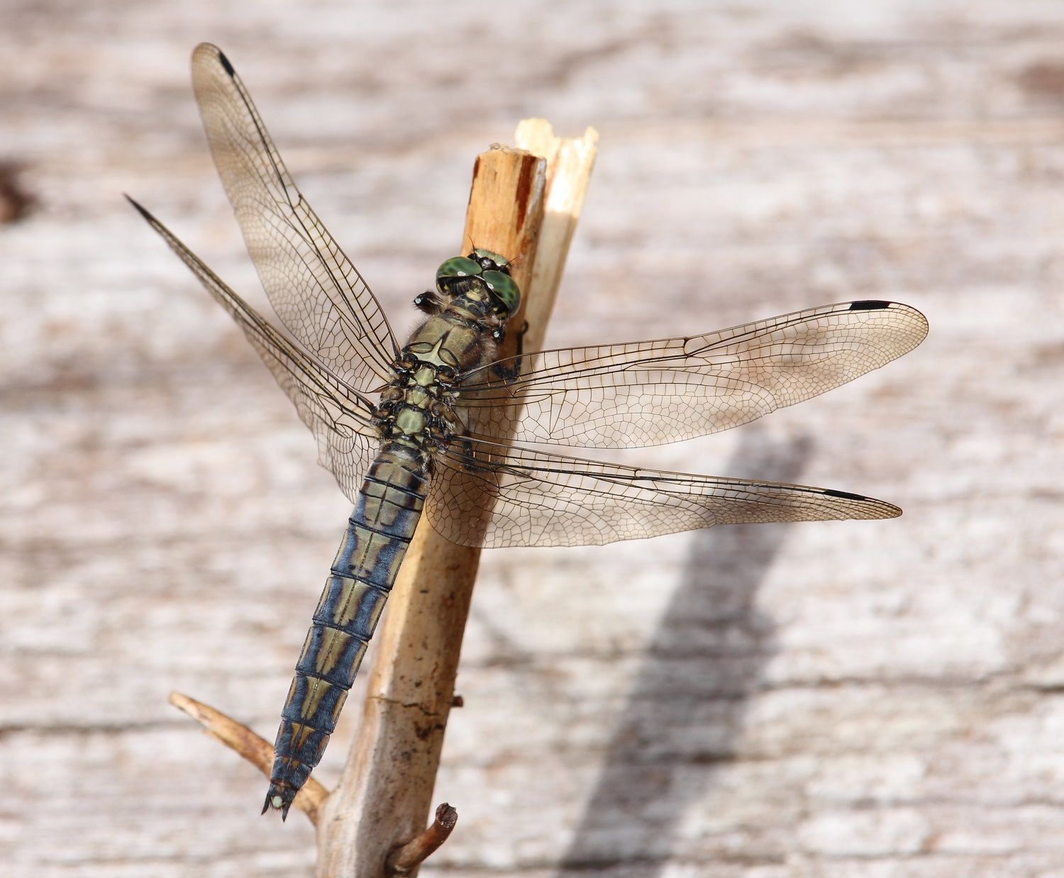 Orthetrum cancellatum