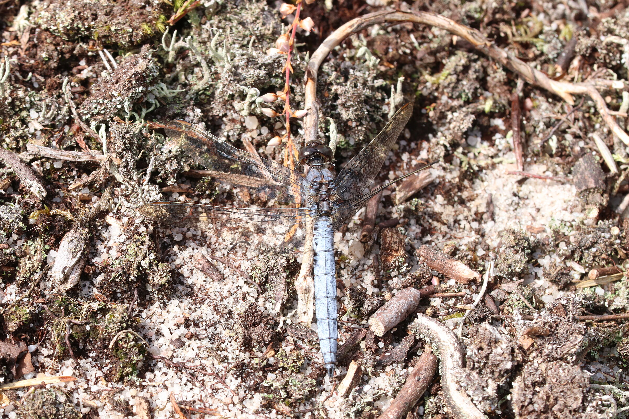 Orthetrum coerulescens