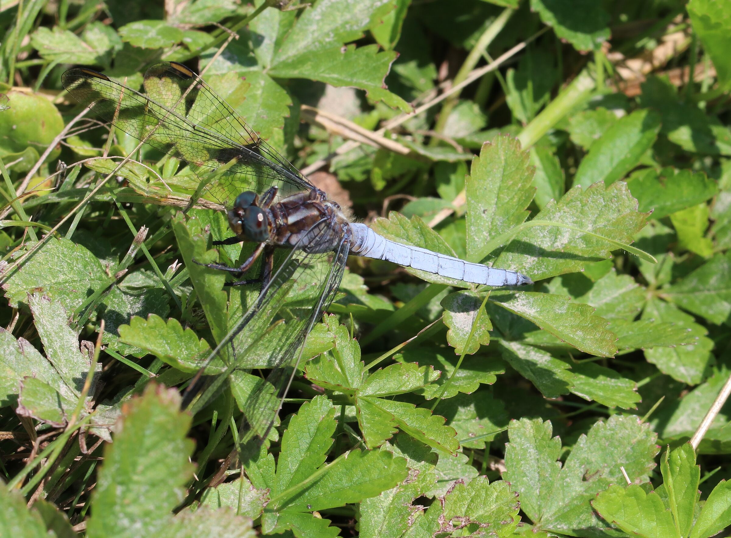 Orthetrum coerulescens