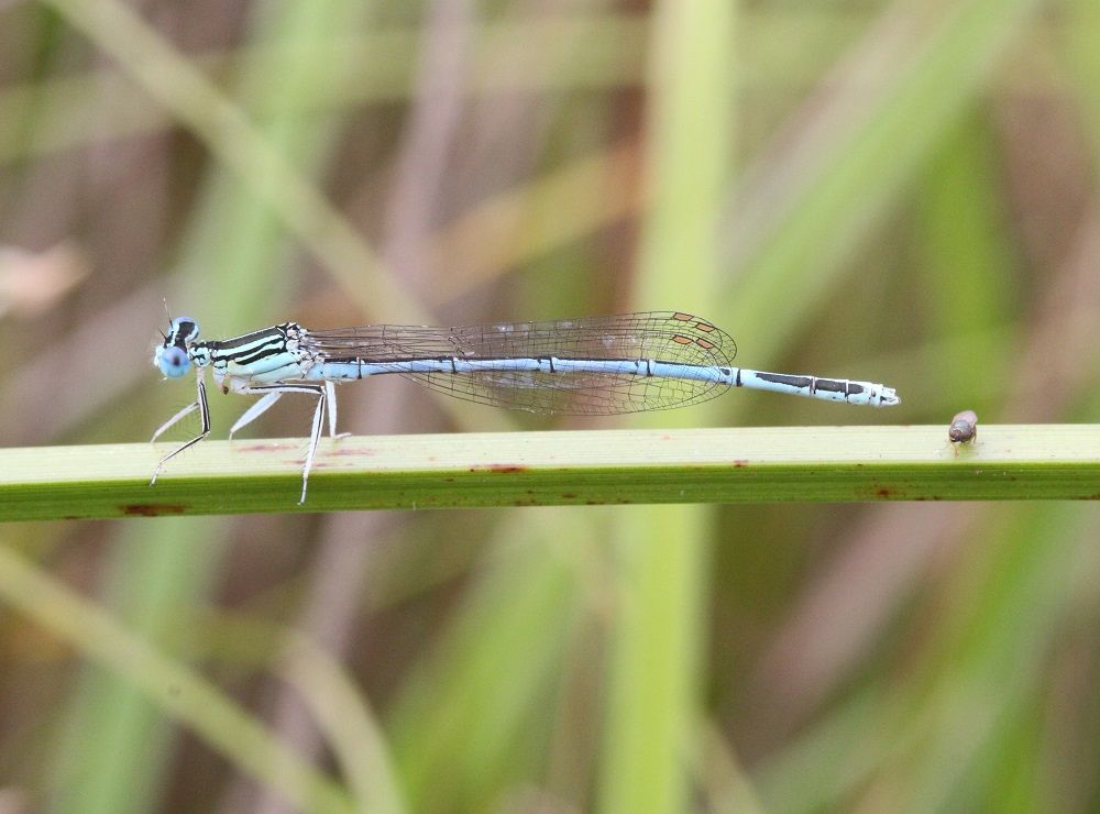 Platycnemis pennipes m