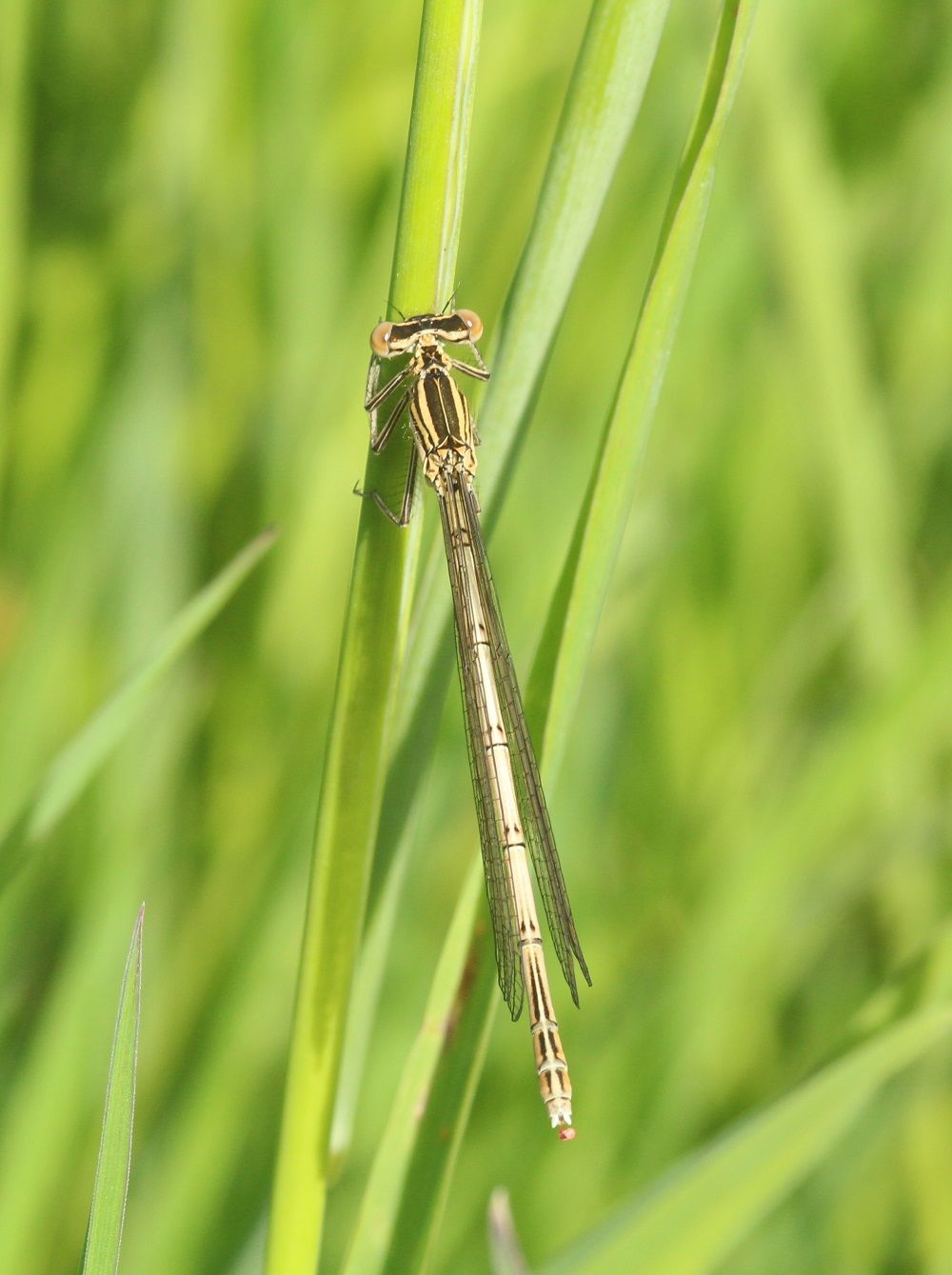 Platycnemis pennipes