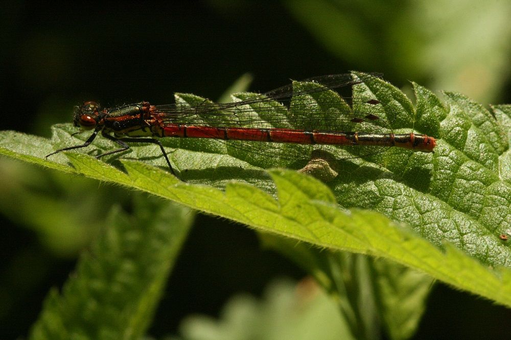 Pyrrhosoma nymphula