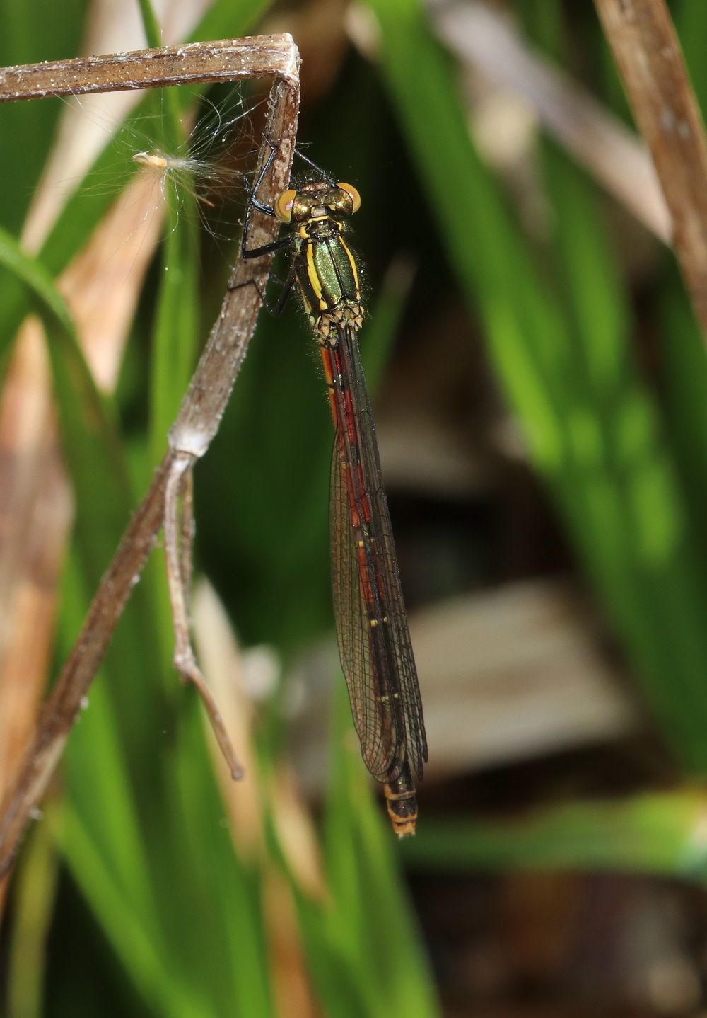 Pyrrhosoma nymphula