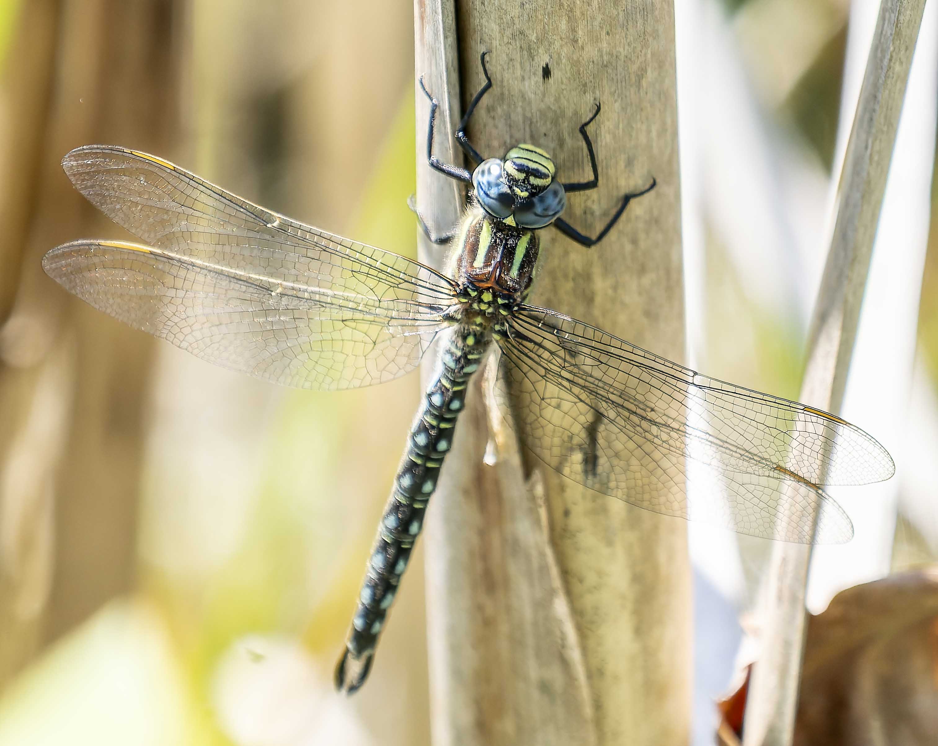 Brachytron pratense