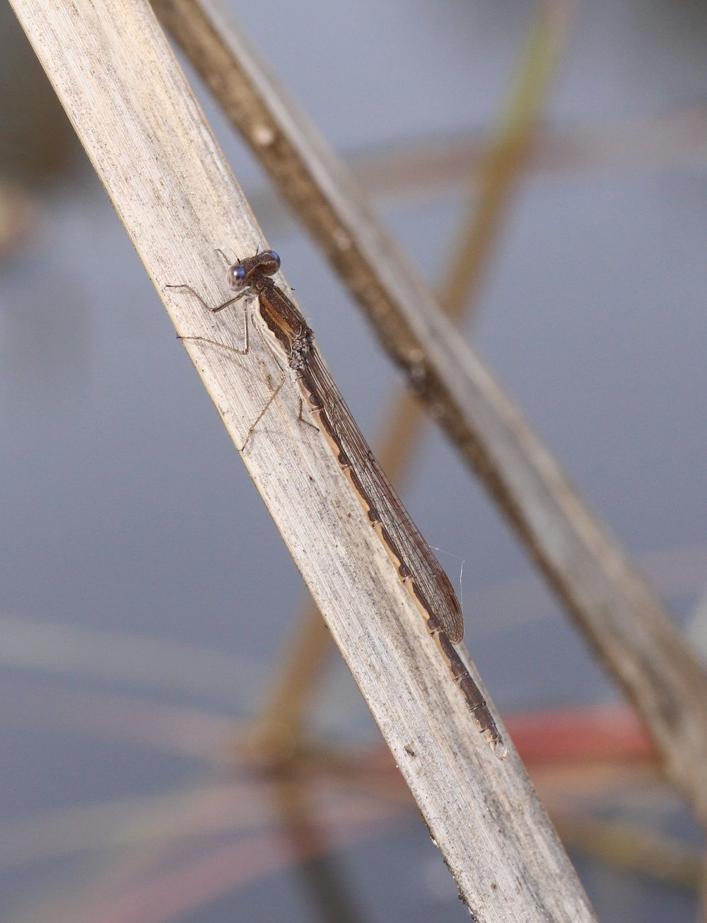 Sympecma fusca