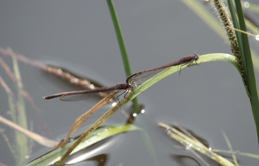 Sympecma fusca