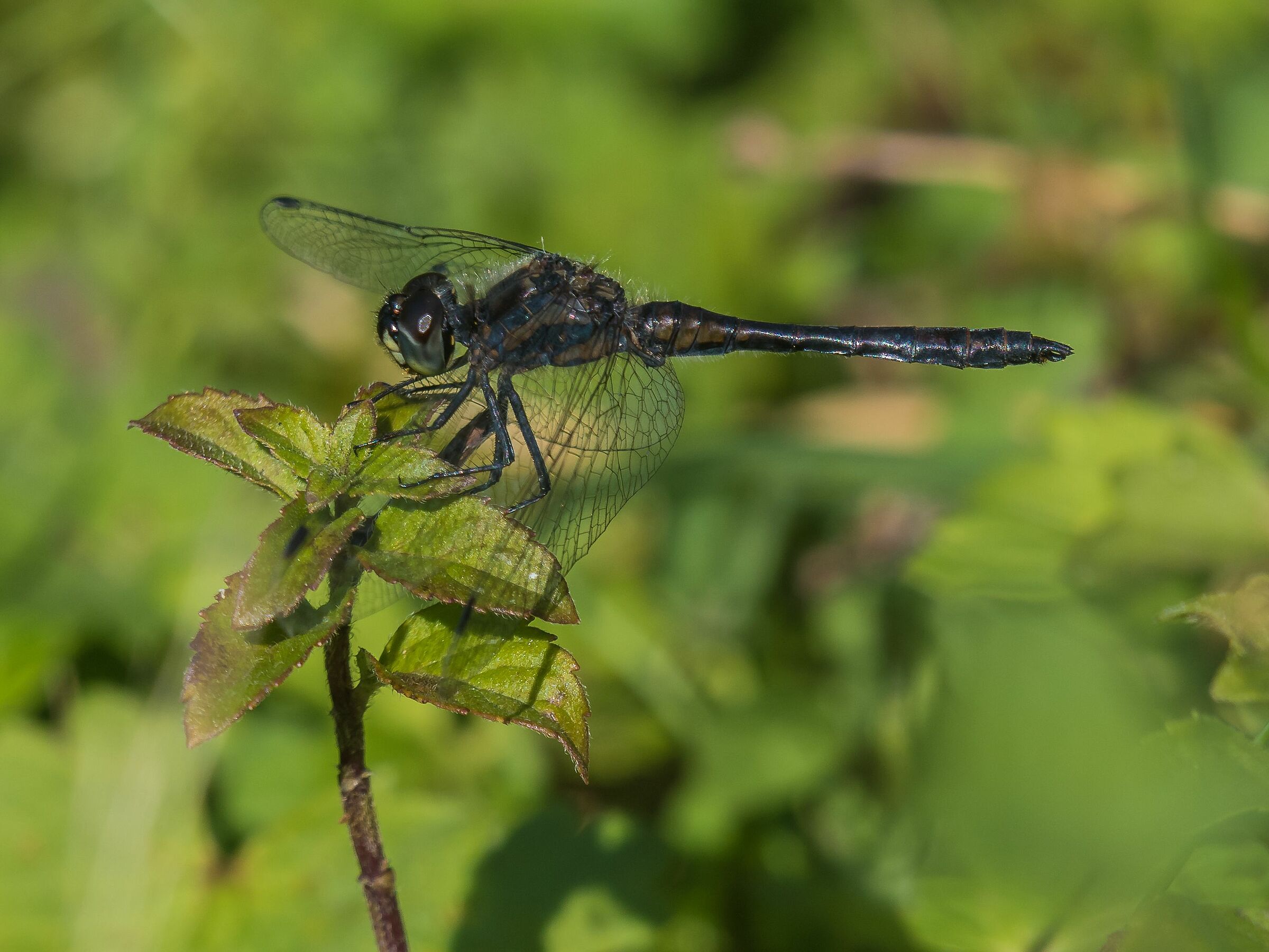 Sympetrum danae