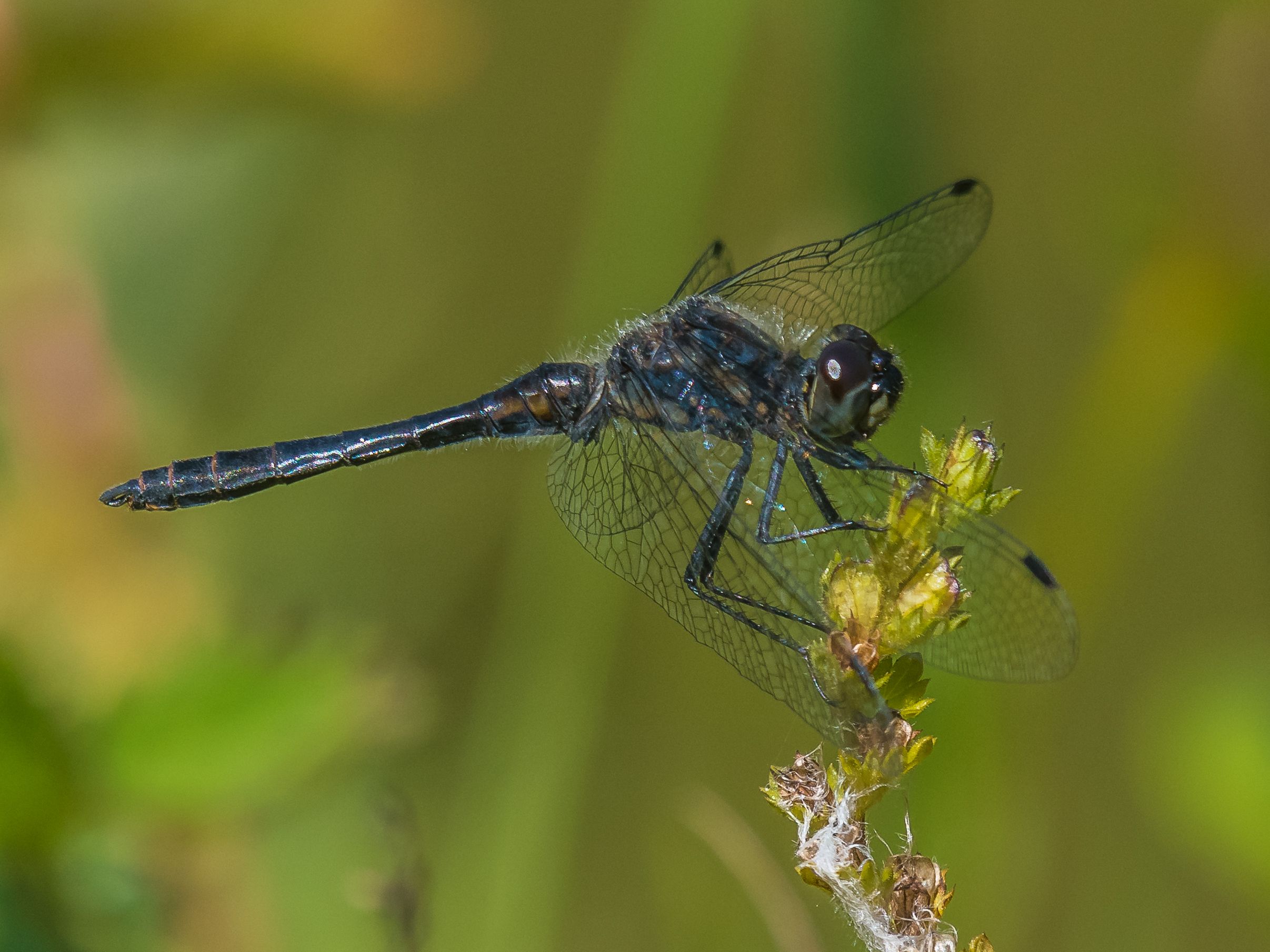 Sympetrum danae 