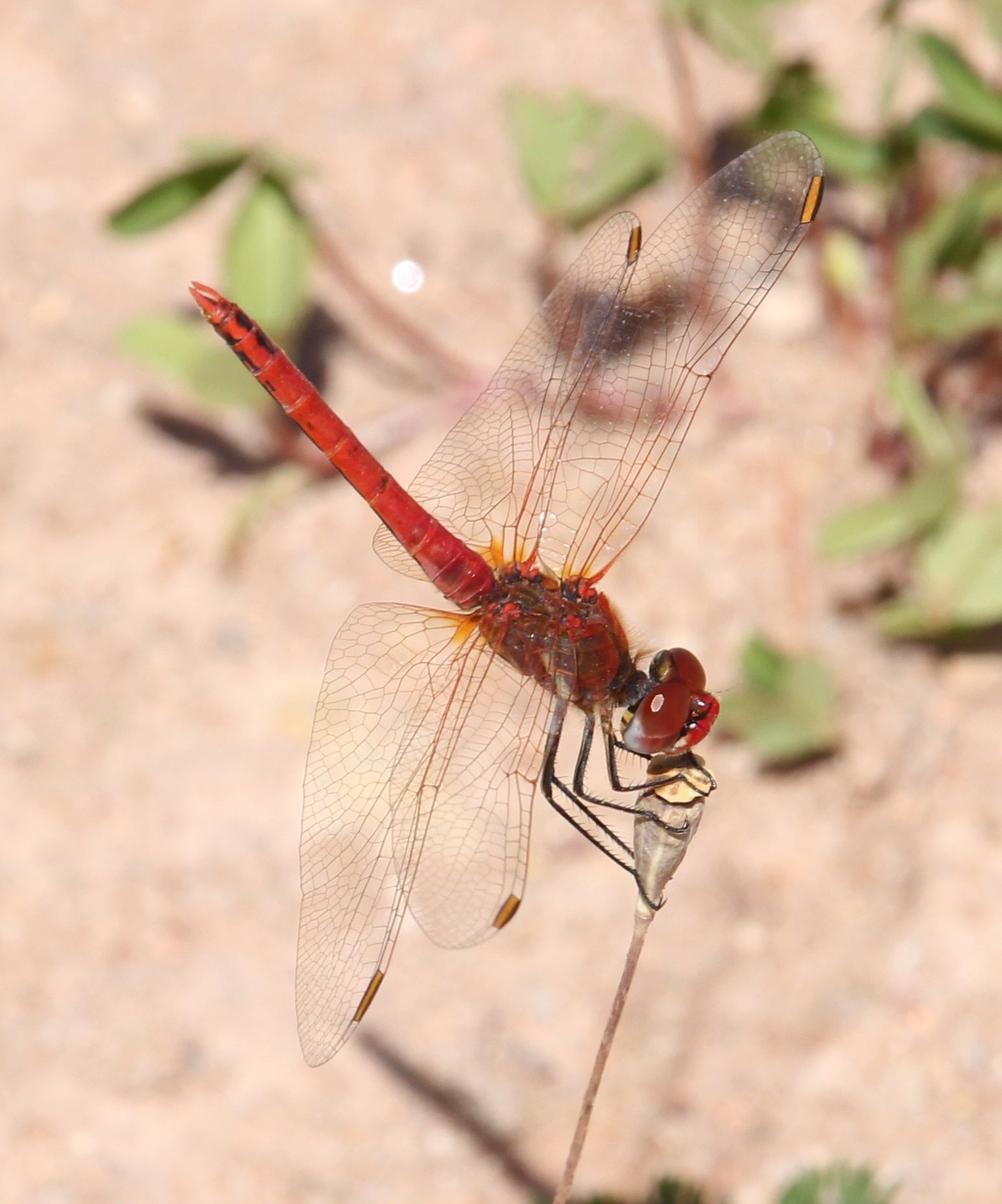 Sympetrum fonscolombii