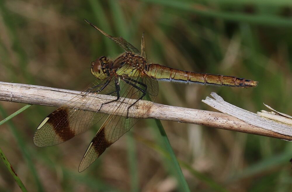 Sympetrum pedemontanum