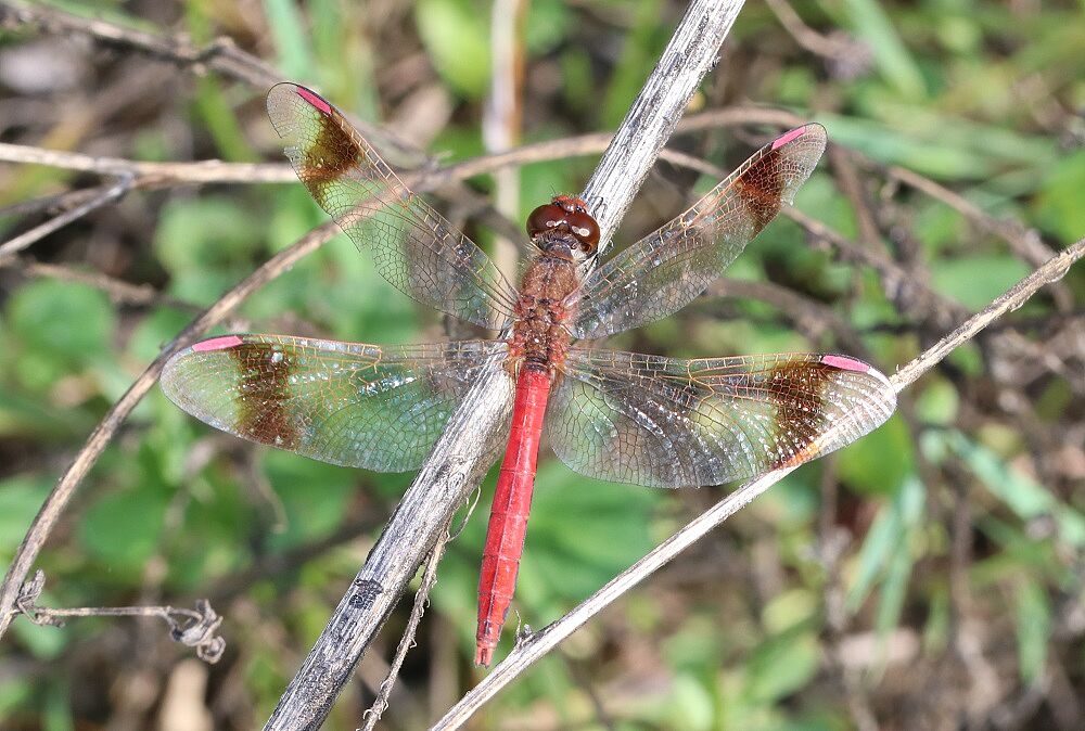 Sympetrum pedemontanum