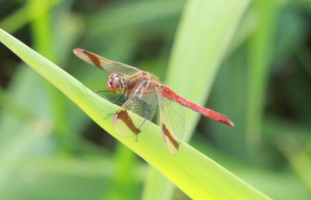 Sympetrum pedemontanum