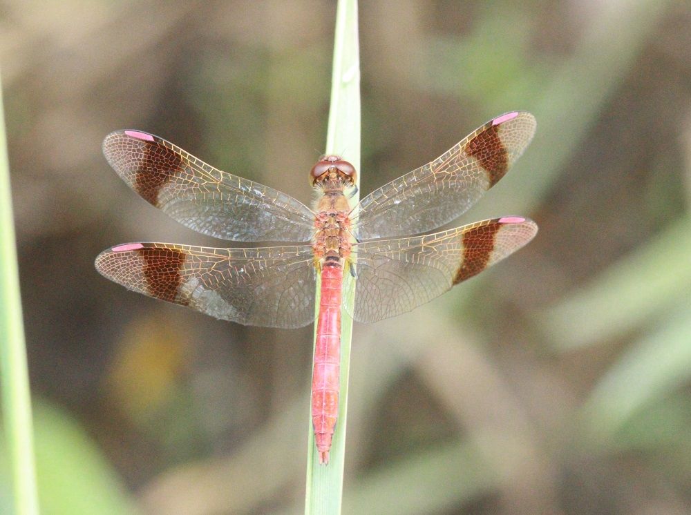 Sympetrum pedemontanum