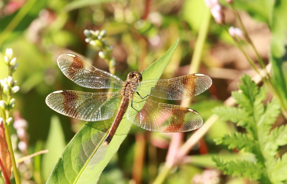 Sympetrum pedemontanum