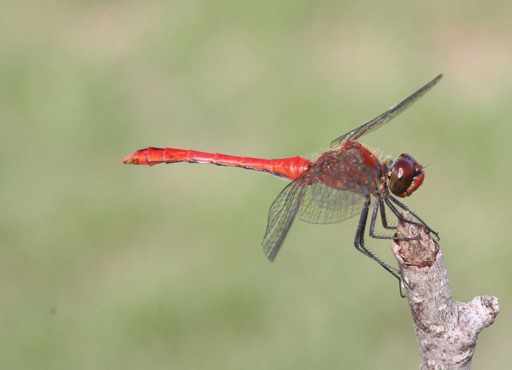 Sympetrum sanguineum