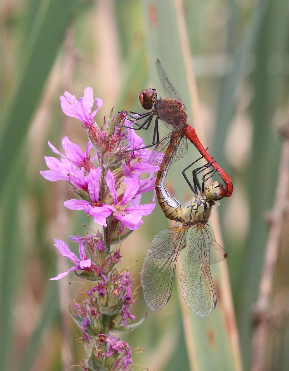 Sympetrum sanguineum