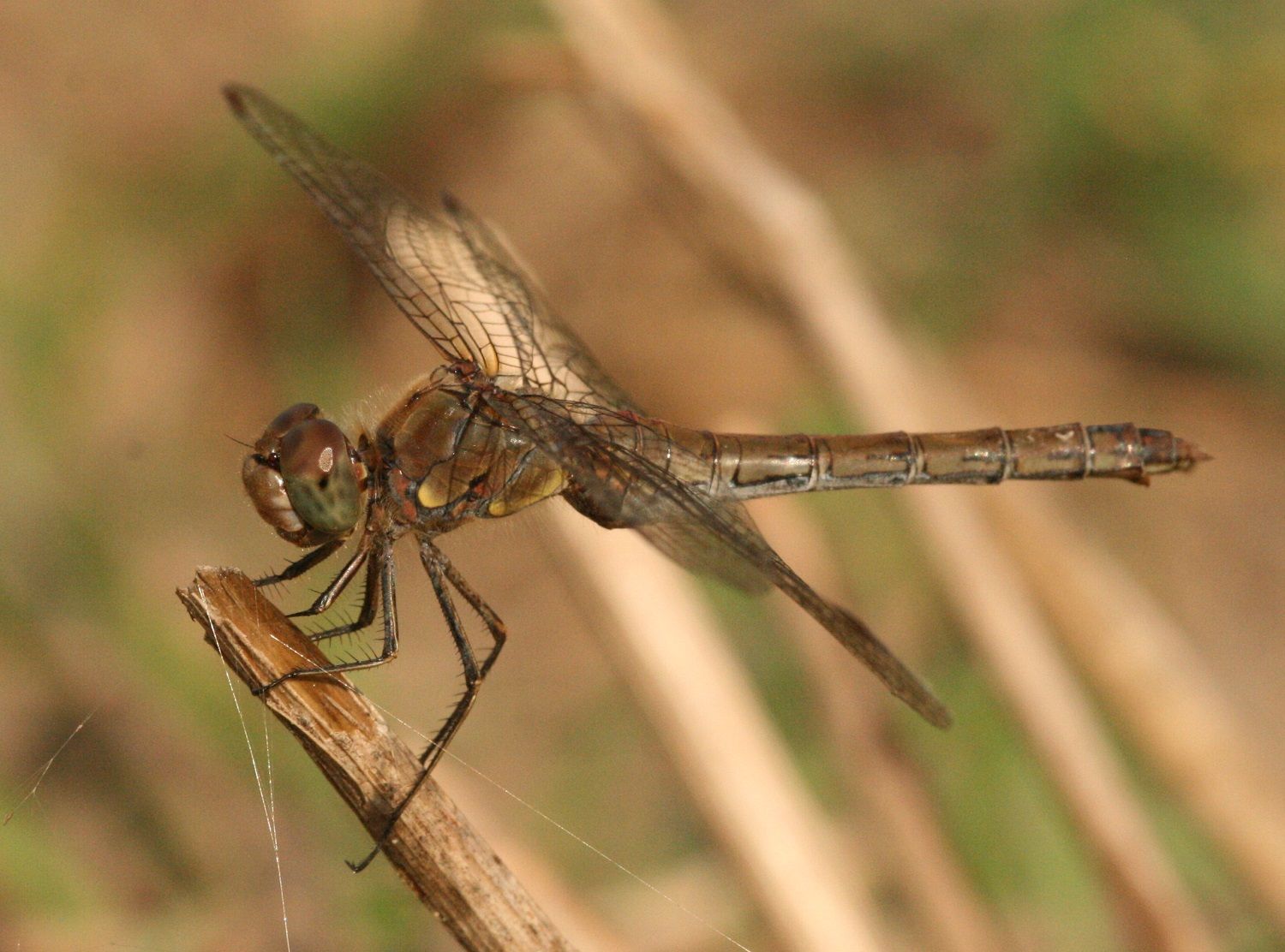 Sympetrum striolatum