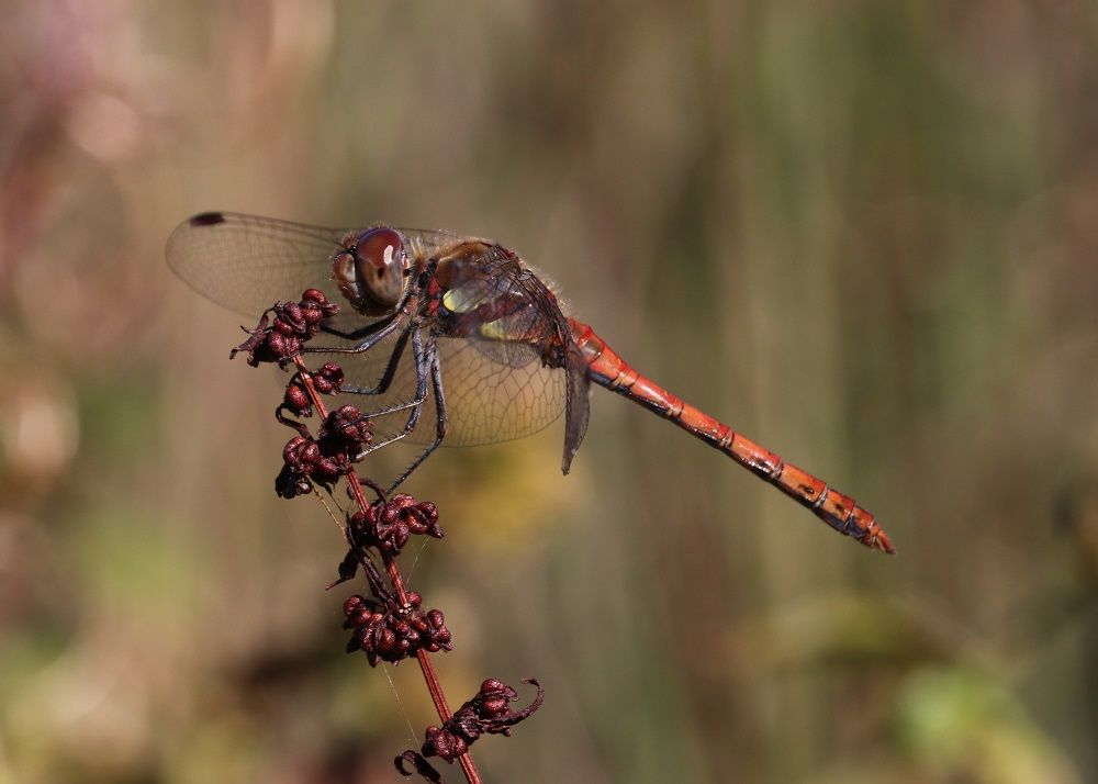 Sympetrum striolatum