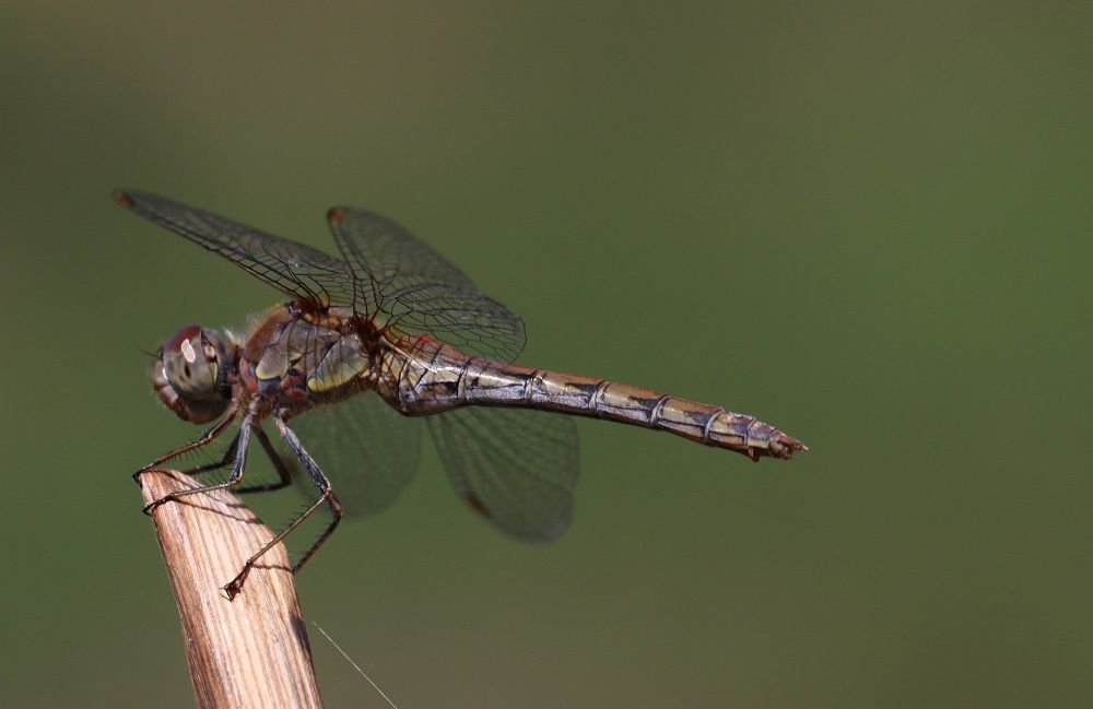 Sympetrum striolatum