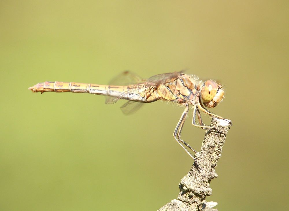 Sympetrum vulgatum