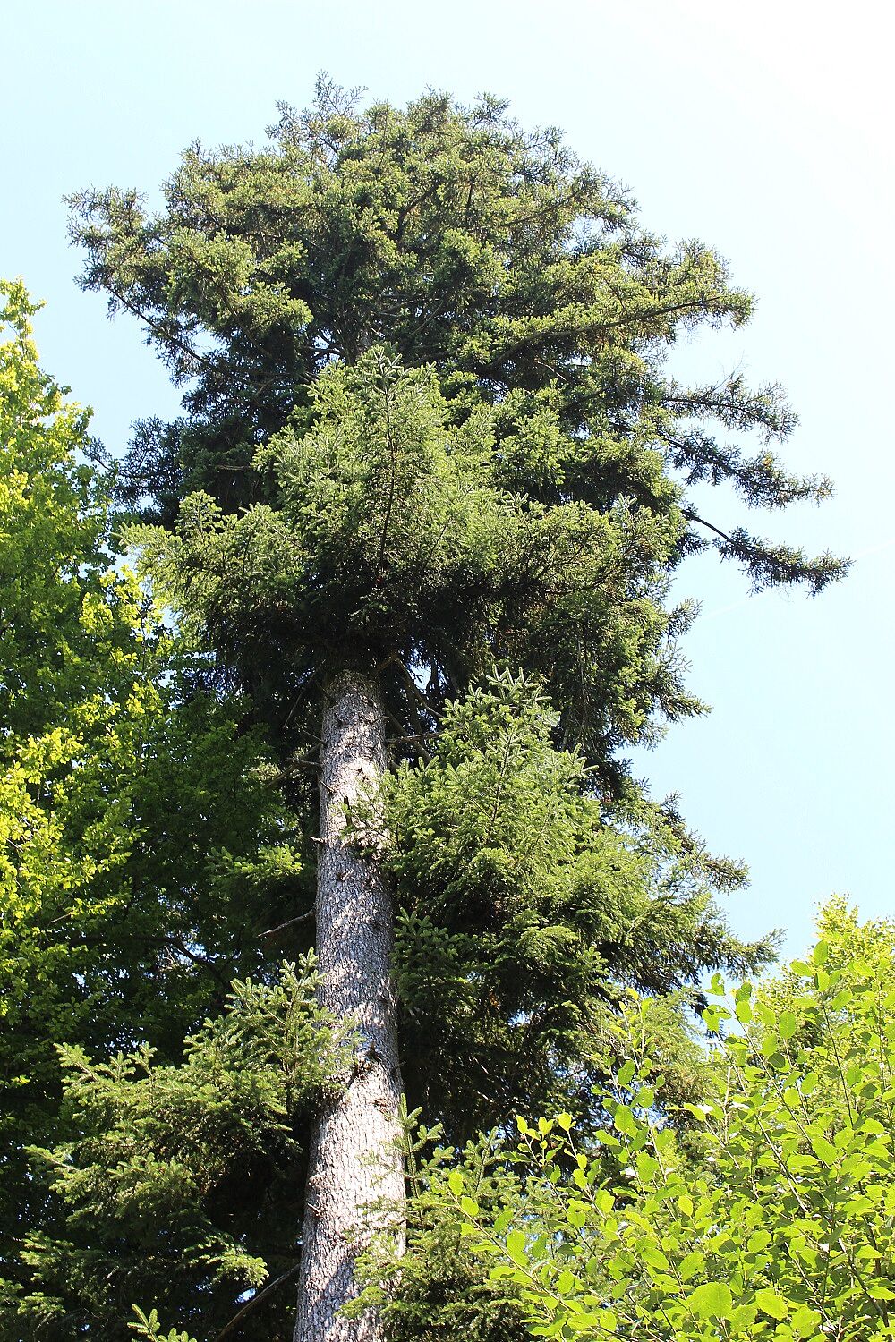 Weißtanne