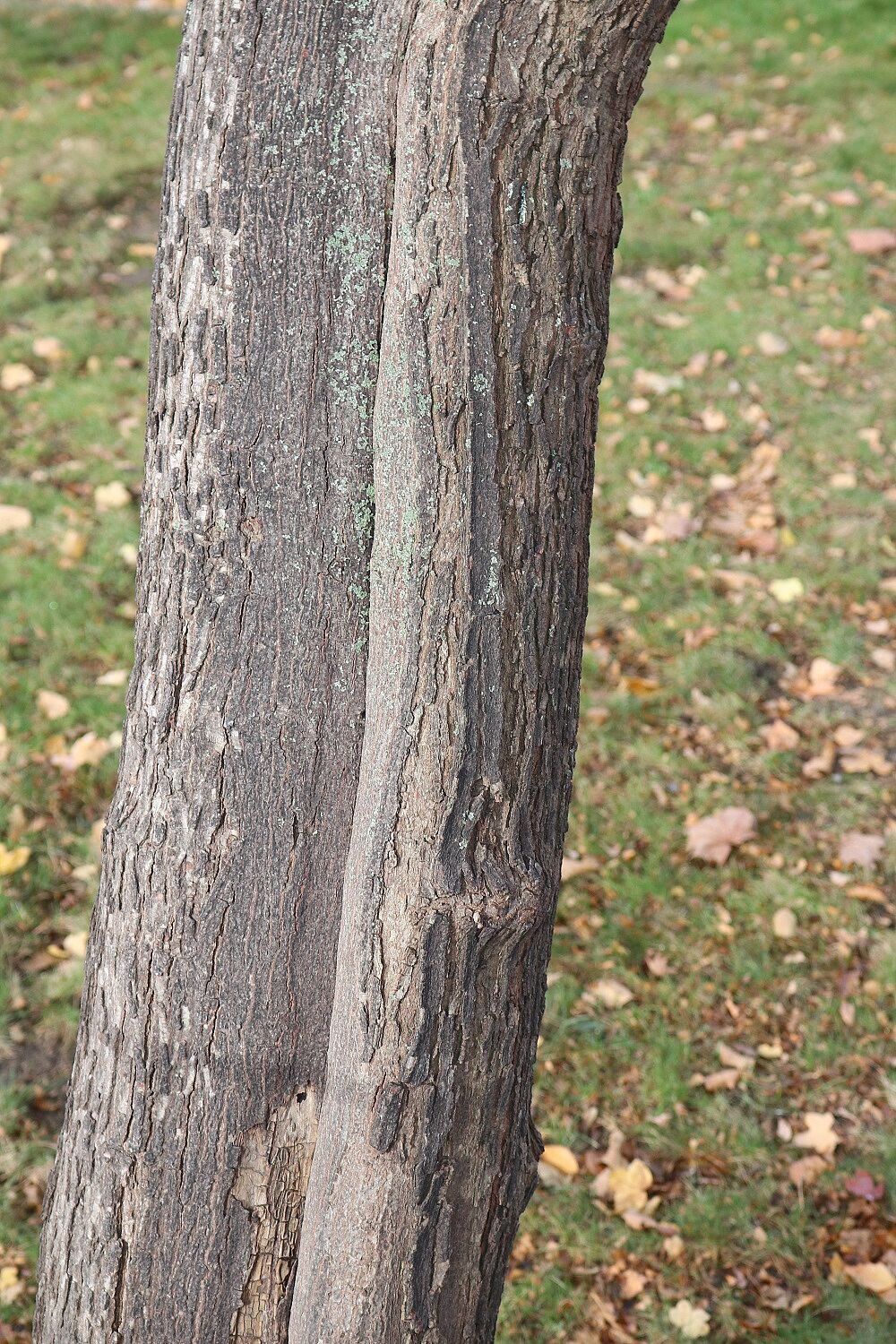 Geschwänzter Ahorn 
