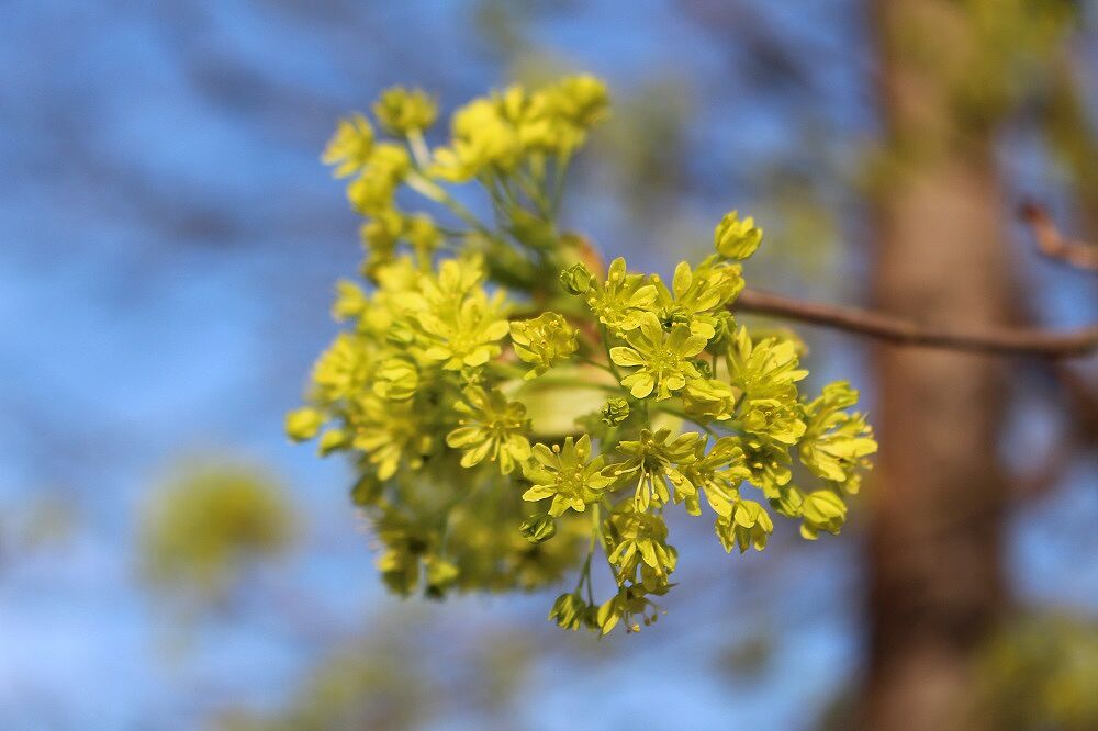Spitzahorn Blüte