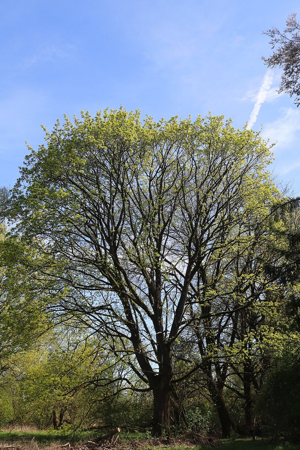 Spitzahorn (Habitus blühend)