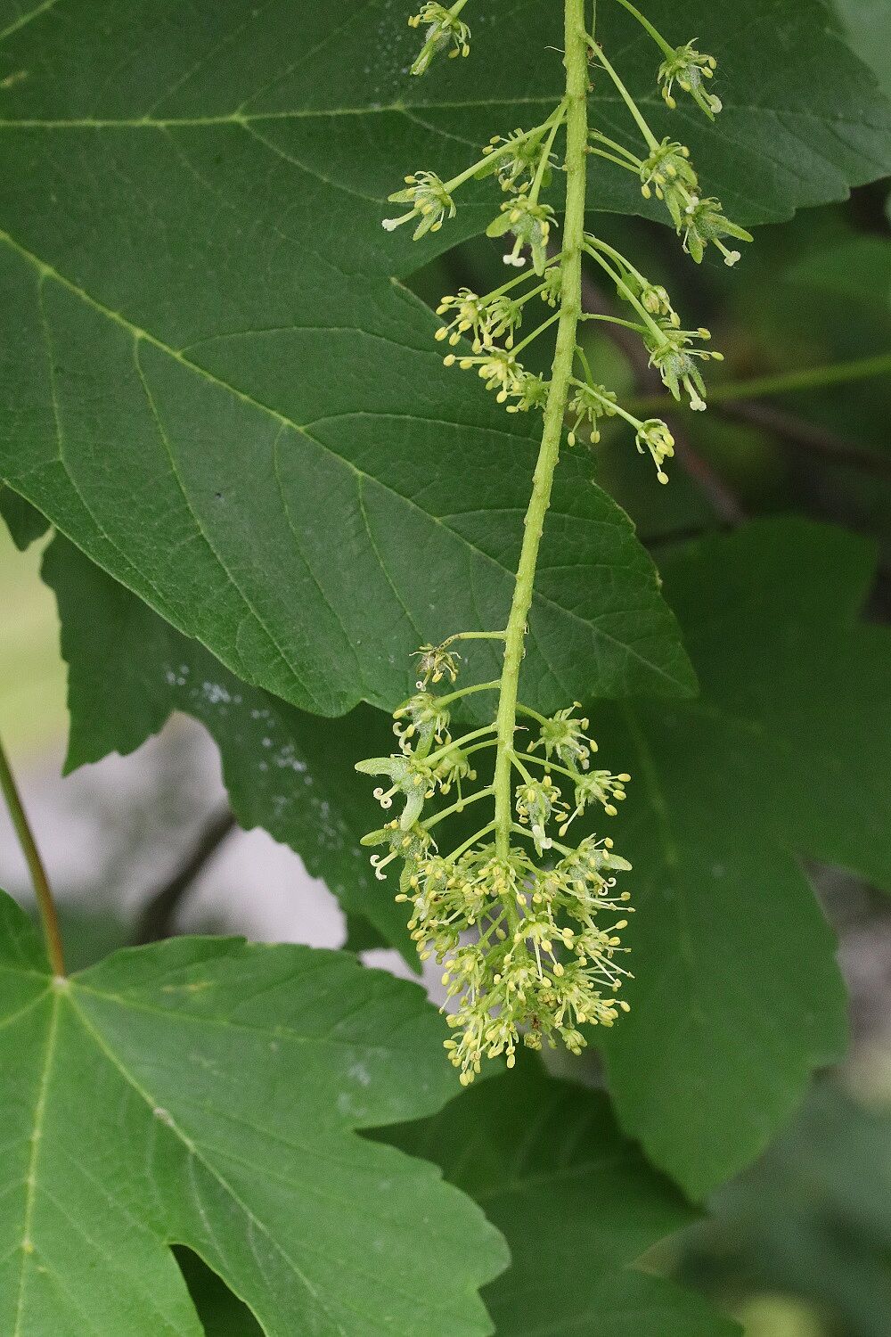 Bergahorn (Blüte)