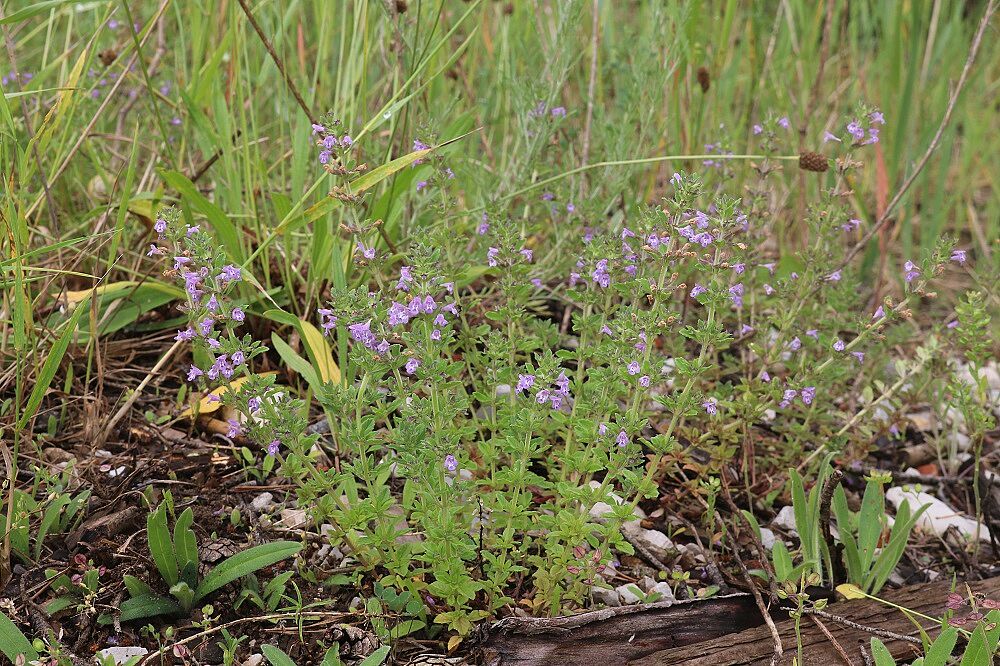 Feldsteinquendel