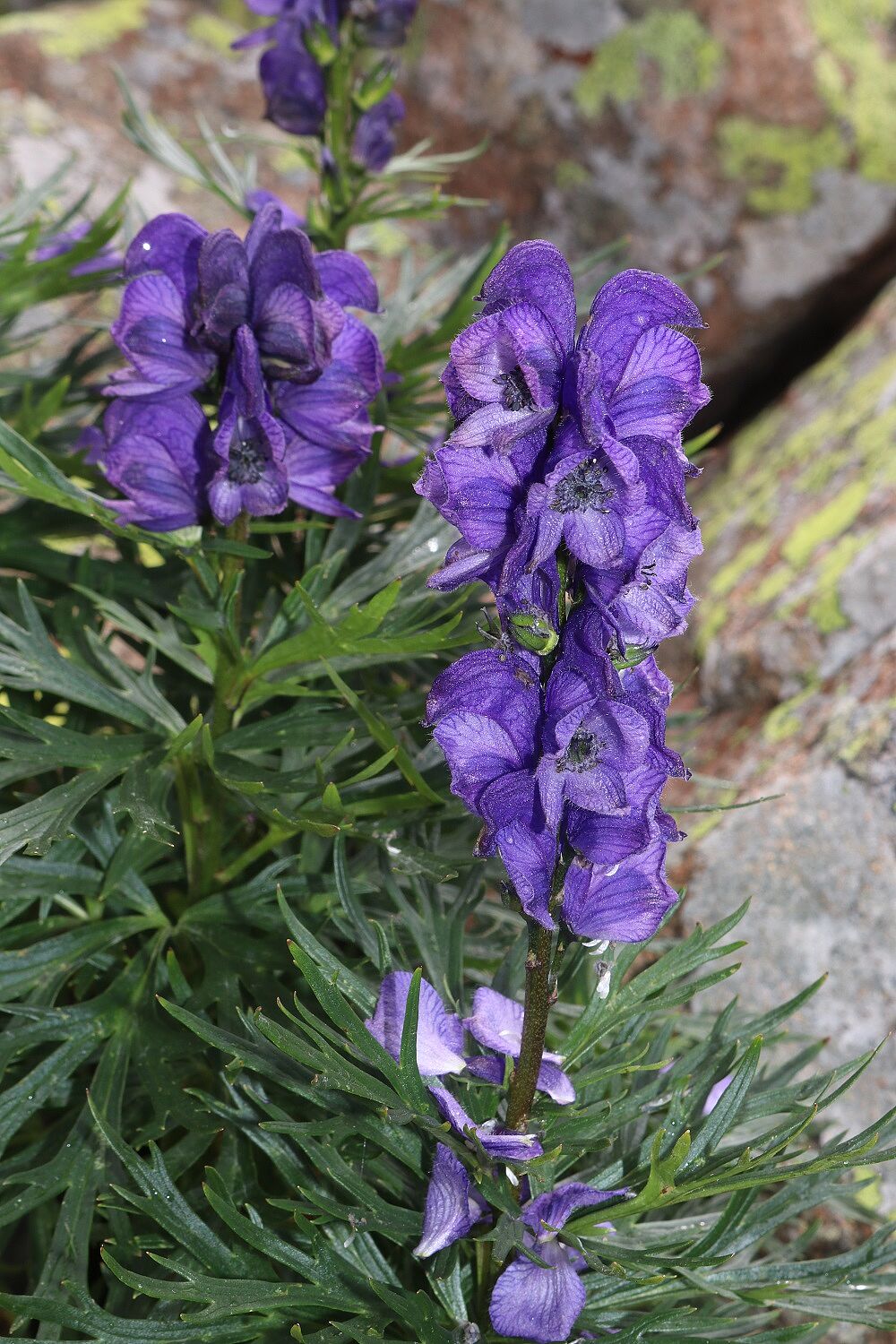 Blauer Eisenhut