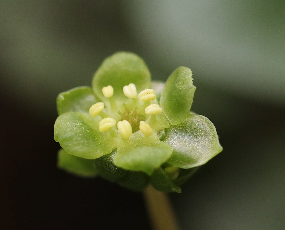 Moschuskraut