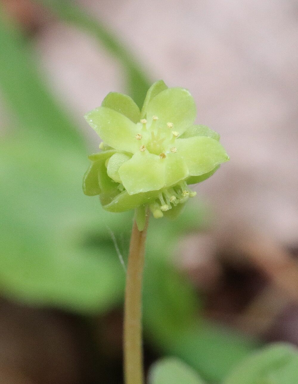 Moschuskraut