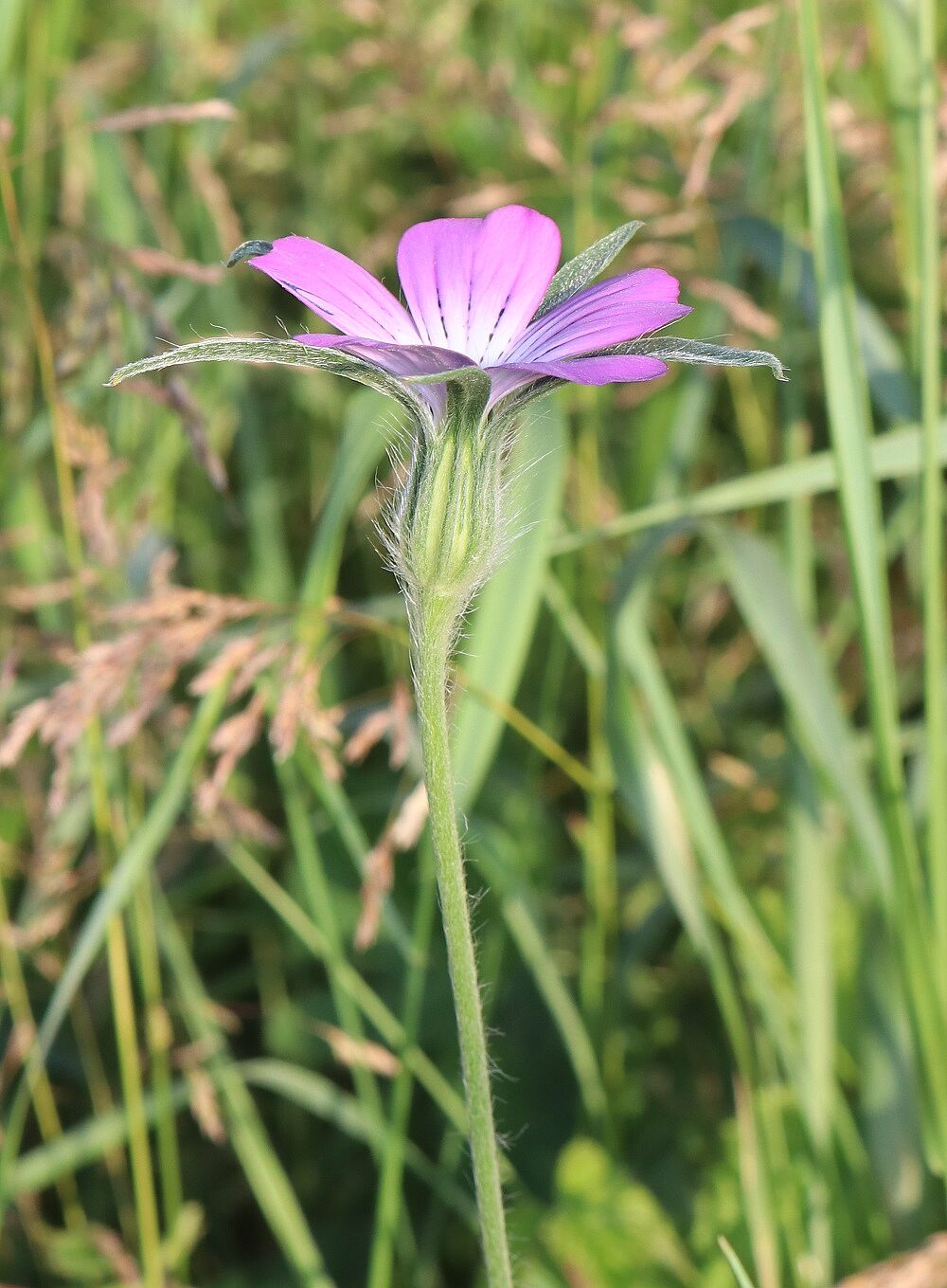 Agrostemma githago