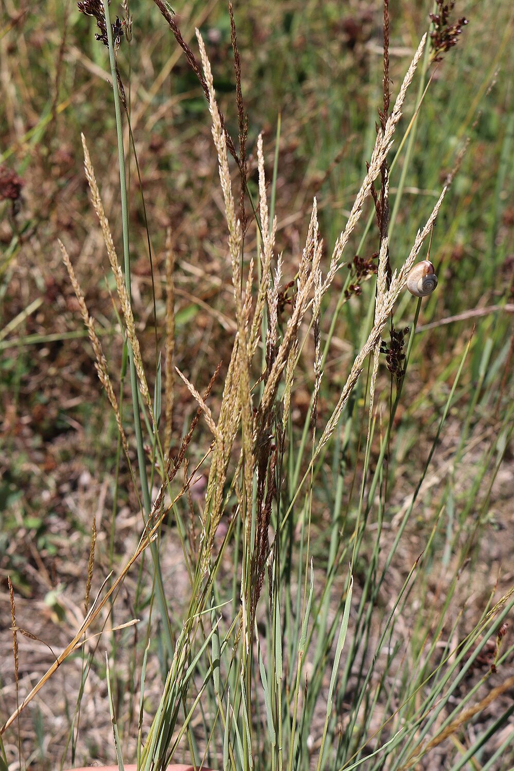 Weißes Straußgras