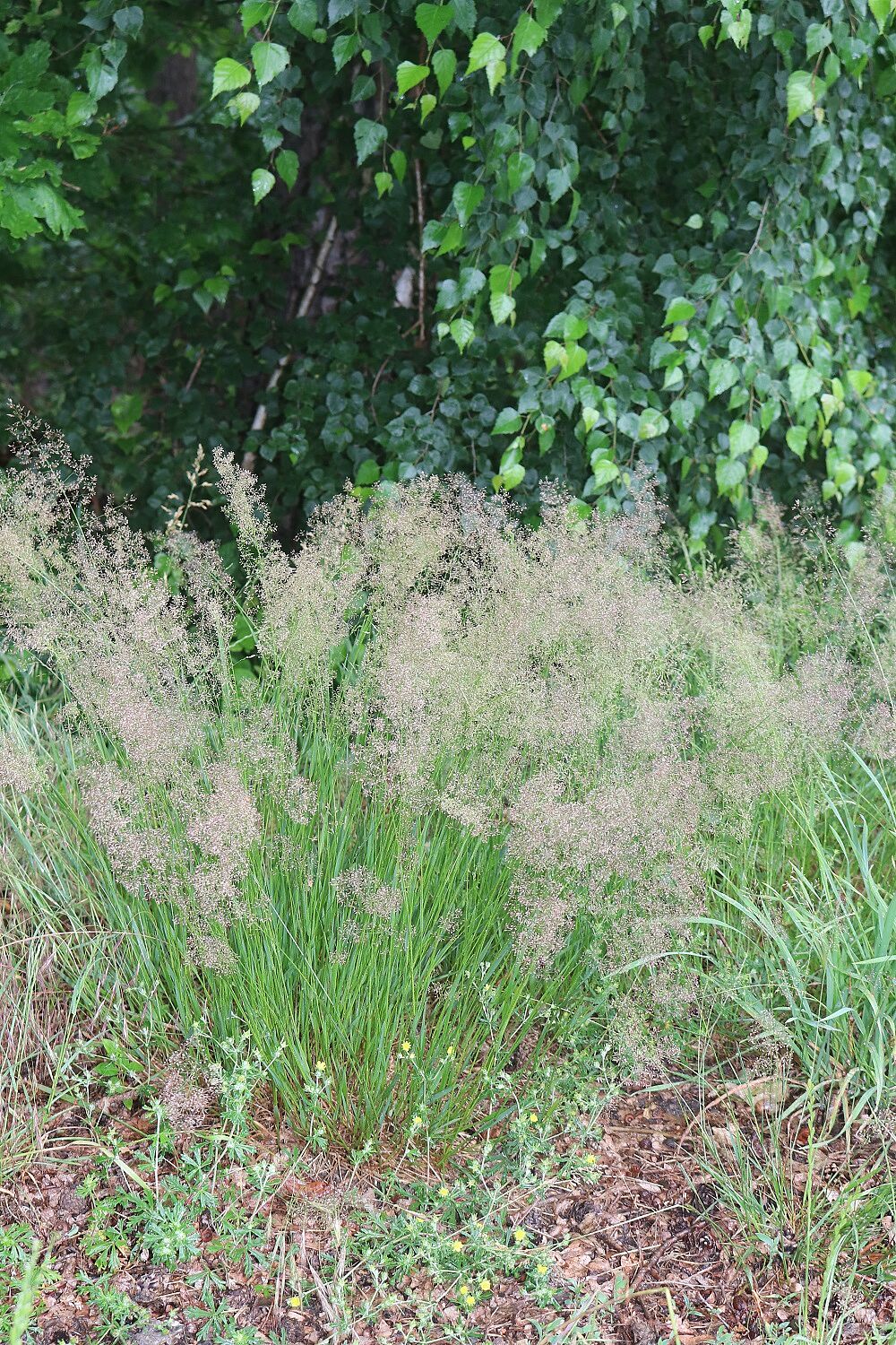 Rotes Straußgras