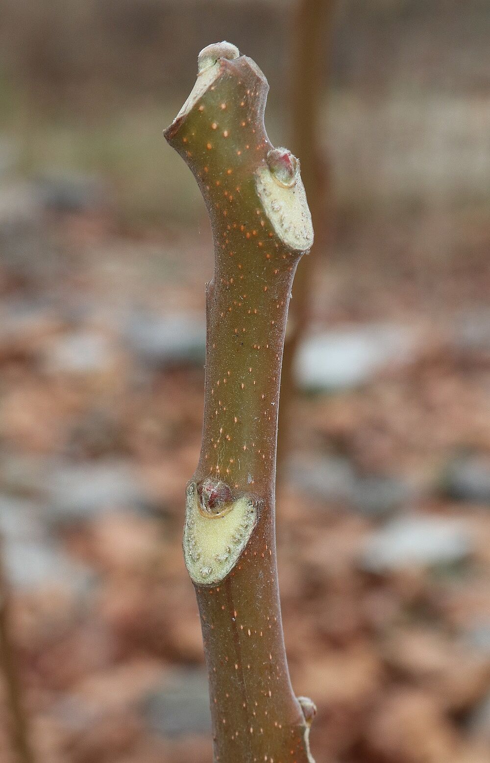 Götterbaum