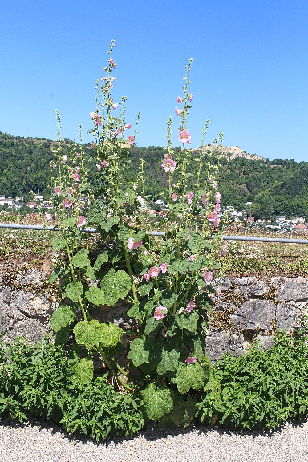 Alcea rosea