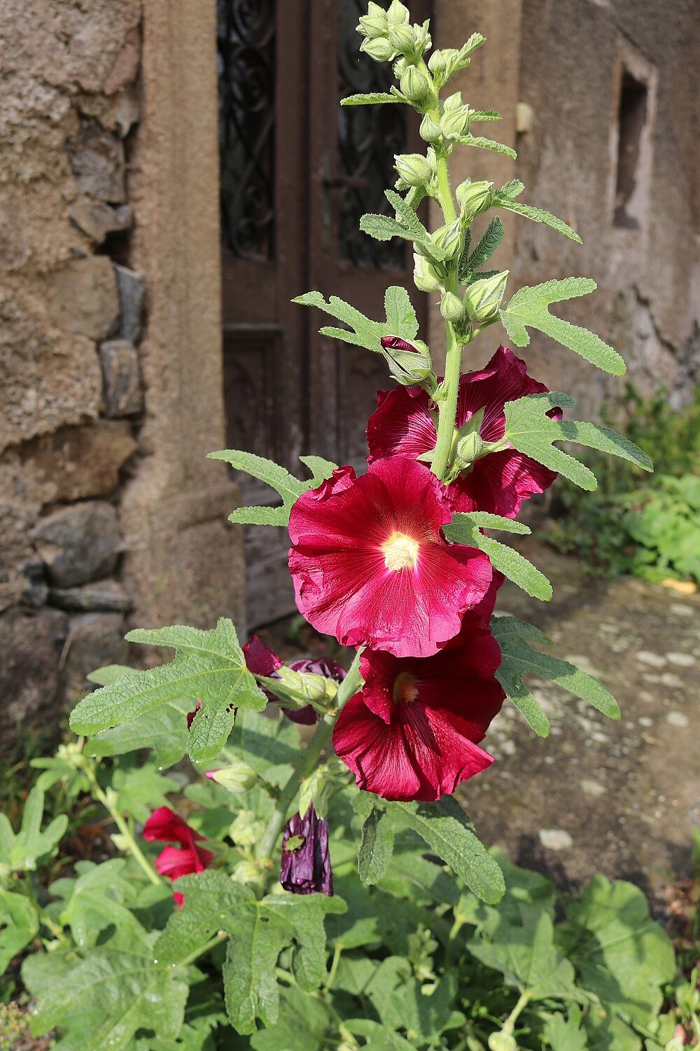Gewöhnliche Stockrose  