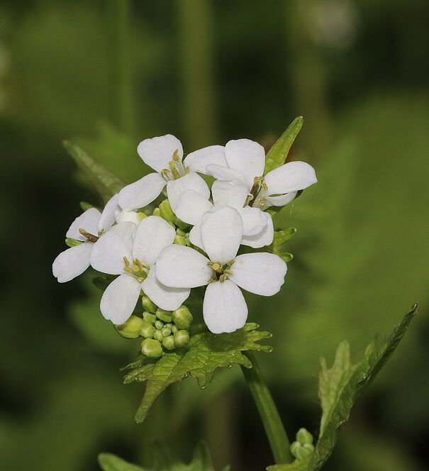 Knoblauchrauke 